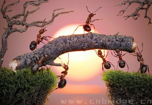 蚂蚁童话世界群蚁合力建天桥
