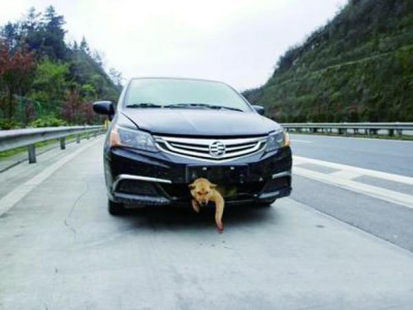 @娄底新闻网：一条狗在高速公路上被时速过百的汽车撞到后，生还的几率能大过万分之一吗？
